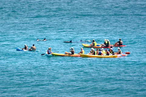 The Byron Bay Sea Kayak Tour - Tourism Noosa 1