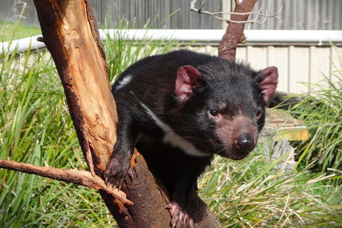 6-Day Tasmania Small-Group Guided Tour With Gourmet Food - Tourism Noosa 1