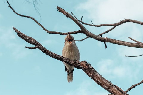 Highlights Of Kings Park - Tourism Noosa 0