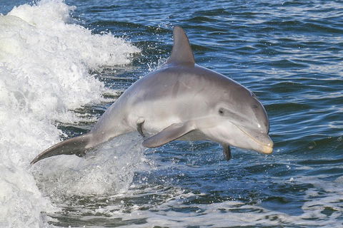 Noosa Oceanrider Scenic Dolphin Safari - Tourism Noosa 0