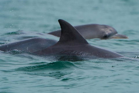Noosa Oceanrider Scenic Dolphin Safari - Tourism Noosa 1