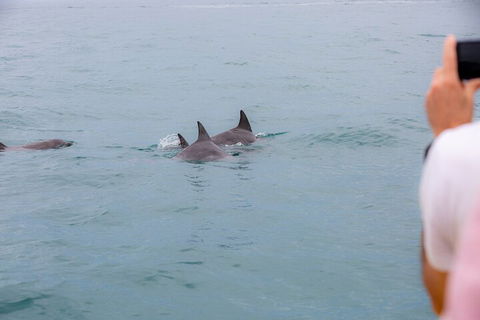 Noosa Oceanrider Scenic Dolphin Safari - Tourism Noosa 2