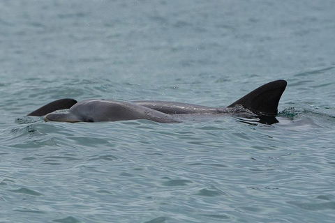 Noosa Oceanrider Scenic Dolphin Safari - Tourism Noosa 3