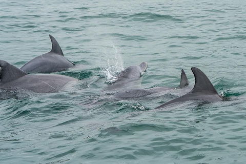 Noosa Oceanrider Scenic Dolphin Safari - Tourism Noosa 5