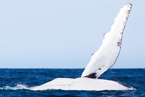 2-Hour Guided Whale Watching Tour At Noosa - Tourism Noosa 0