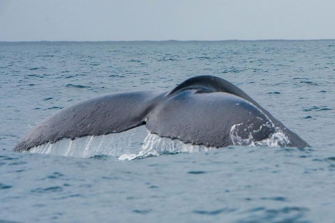2-Hour Guided Whale Watching Tour At Noosa - Tourism Noosa 1