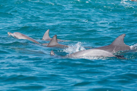 2-Hour Guided Whale Watching Tour At Noosa - Tourism Noosa 2