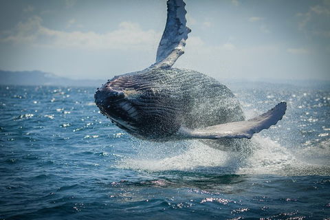 2-Hour Guided Whale Watching Tour At Noosa - Tourism Noosa 3