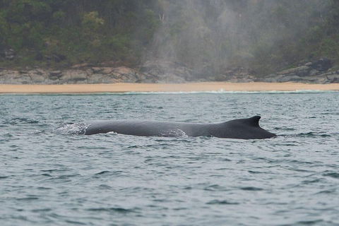 2-Hour Guided Whale Watching Tour At Noosa - Tourism Noosa 5