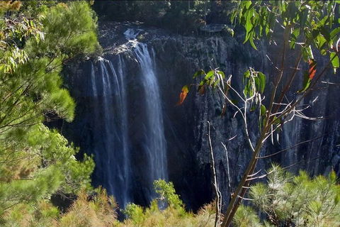 Byron Bay Hinterland Tour Including Rainforest Walk To Minyon Falls - Tourism Noosa 0