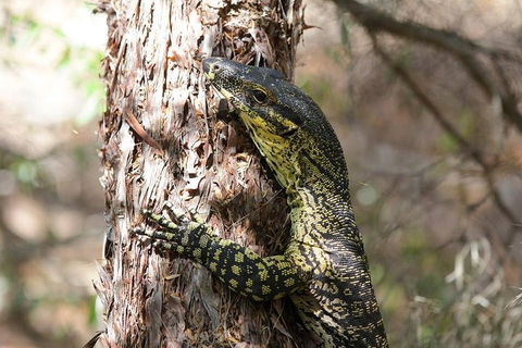 Byron Bay Hinterland Tour Including Rainforest Walk To Minyon Falls - Tourism Noosa 1