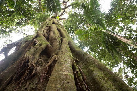 Byron Bay Hinterland Tour Including Rainforest Walk To Minyon Falls - Tourism Noosa 2