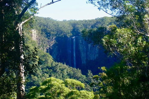 Byron Bay Hinterland Tour Including Rainforest Walk To Minyon Falls - Tourism Noosa 4