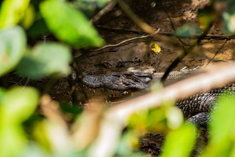 Cape Tribulation Day Tour - Tourism Noosa 5