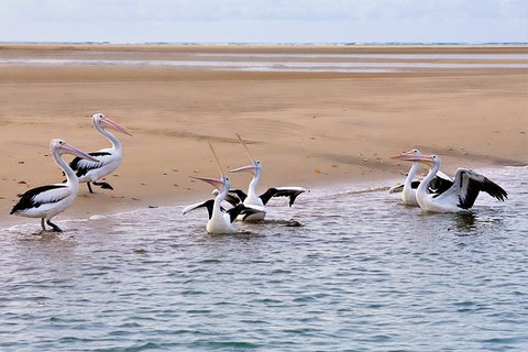 Town Of 1770 Afternoon Cruise - Tourism Noosa 4