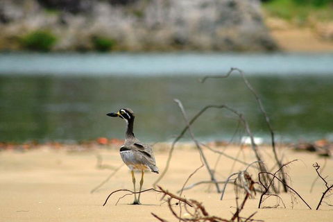 1770 Coastline Tour By LARC Amphibious Vehicle Including Picnic Lunch - Tourism Noosa 3