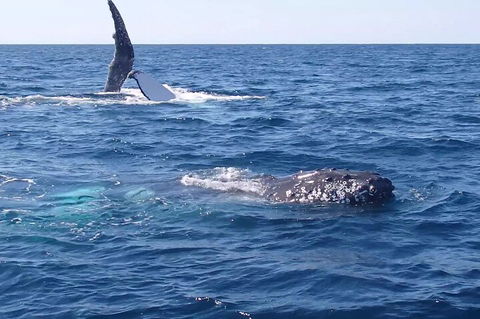 Noosa Whale Watching - Tourism Noosa 0