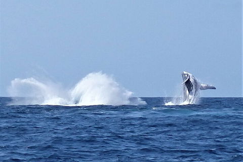 Noosa Whale Watching - Tourism Noosa 2