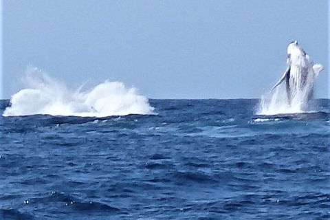 Noosa Whale Watching - Tourism Noosa 3