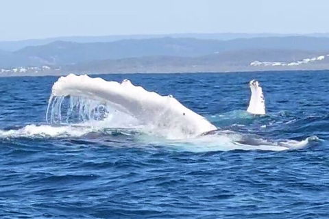 Noosa Whale Watching - Tourism Noosa 5