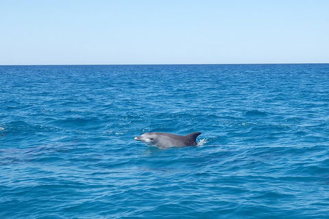 Noosa Wild Dolphin Safari - Tourism Noosa 1