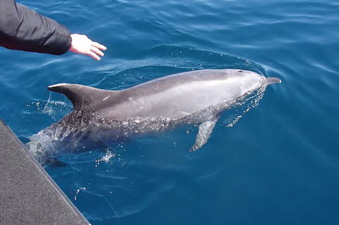 Noosa Wild Dolphin Safari - Tourism Noosa 2