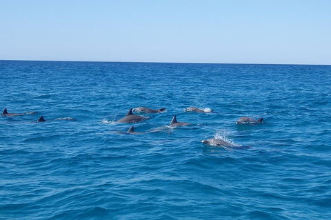 Noosa Wild Dolphin Safari - Tourism Noosa 3