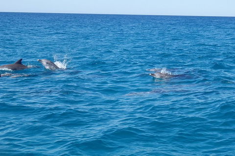 Noosa Wild Dolphin Safari - Tourism Noosa 4