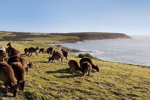 Kangaroo Island Personal Group Tours - Tourism Noosa 0