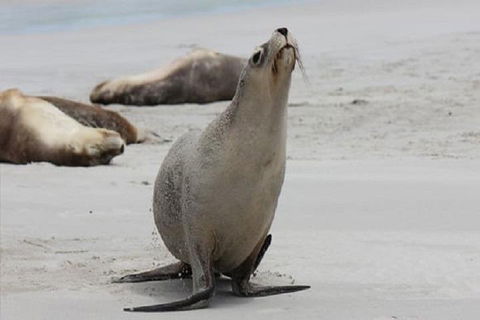 Kangaroo Island Personal Group Tours - Tourism Noosa 4