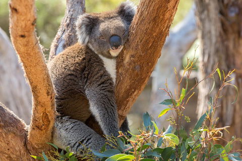 Mount Lofty Hike And Cleland Wildlife Park Day Trip From Adelaide - Tourism Noosa 2