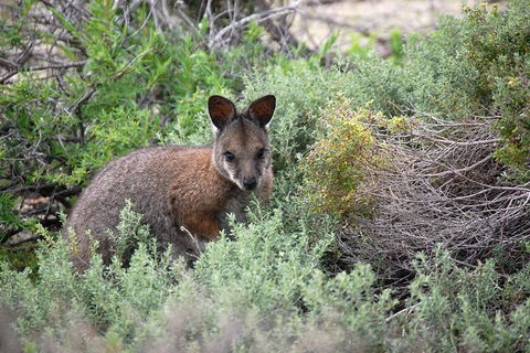 Pink Lake + Abrolhos Islands Nature Tour - Tourism Noosa 1