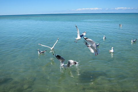 Pink Lake + Abrolhos Islands Nature Tour - Tourism Noosa 5