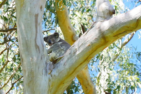 Best Of Moreton Bay Cruise - Tourism Noosa 2