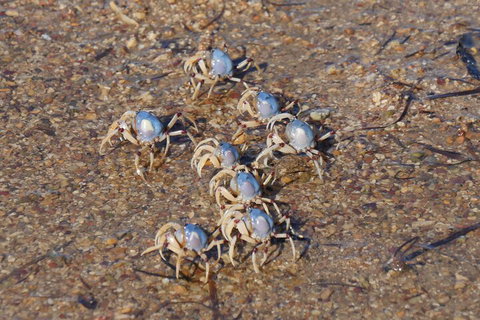 Best Of Moreton Bay Cruise - Tourism Noosa 3