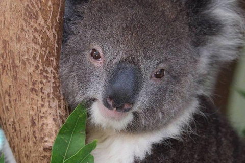 All Inclusive Blue Mountains Small-Group Day Trip From Sydney - Tourism Noosa 1