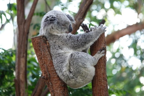 Small-Group Blue Mountains Tour With A Local Guide - Tourism Noosa 2