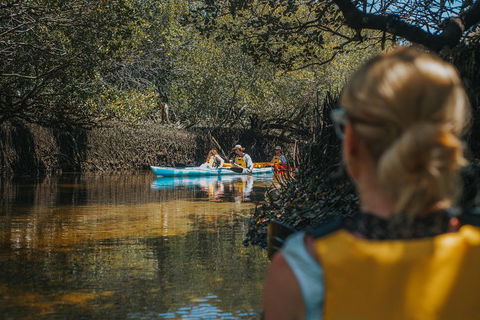 Kayak Tour In Adelaide Dolphin Sanctuary - Tourism Noosa 0