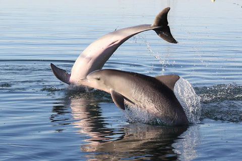 Kayak Tour In Adelaide Dolphin Sanctuary - Tourism Noosa 5