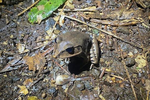 Evening Rainforest & Glow Worm Experience - Tourism Noosa 1