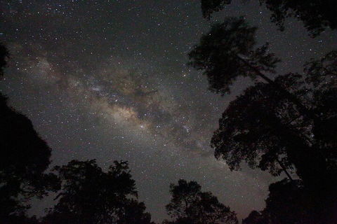 Evening Rainforest & Glow Worm Experience - Tourism Noosa 4