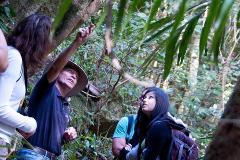 Natural Bridge & Springbrook Waterfalls Tour - Tourism Noosa 4