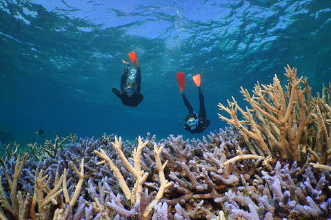 Silversonic Outer Great Barrier Reef Dive And Snorkel Cruise From Port Douglas - Tourism Noosa 4