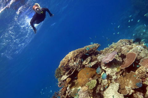 Silverswift Outer Great Barrier Reef Dive And Snorkel Cruise From Cairns - Tourism Noosa 3