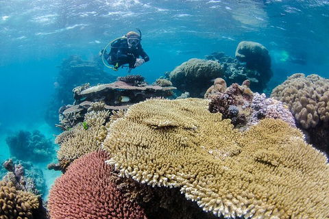Silverswift Outer Great Barrier Reef Dive And Snorkel Cruise From Cairns - Tourism Noosa 5