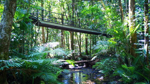 Double Pack-Ancient Rainforest And Waterfalls! - Tourism Noosa 0