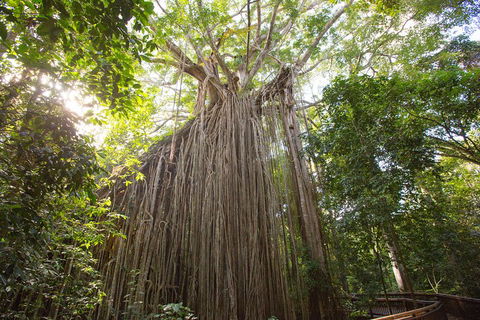 Double Pack-Ancient Rainforest And Waterfalls! - Tourism Noosa 5