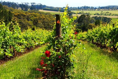 Mornington Peninsula Sightseeing Tour For 2-6 Guests. - Tourism Noosa 3