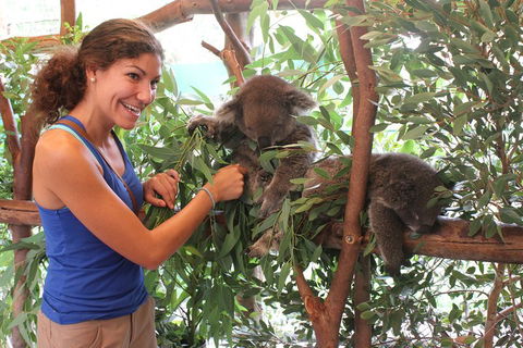 Pinnacles Desert, Koalas And Sandboarding 4WD Day Tour From Perth - Tourism Noosa 5