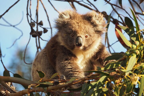2-Hour Koala Walking Tour In Kangaroo Island - Tourism Noosa 0